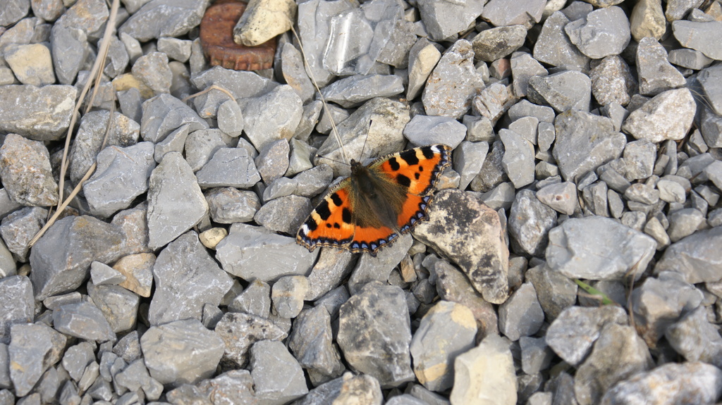 2011 - Treffen Walldürn