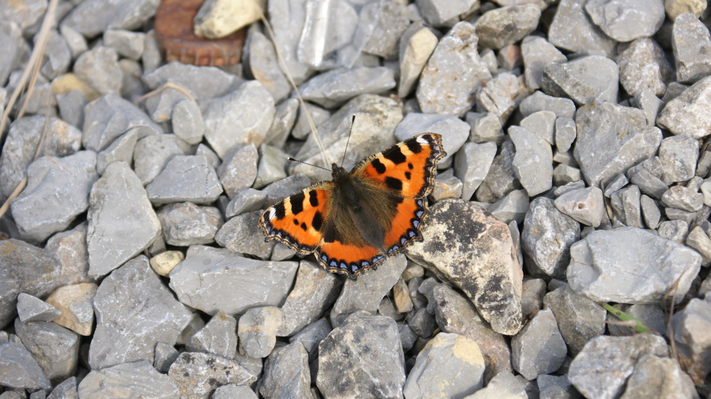2011 - Treffen Walldürn