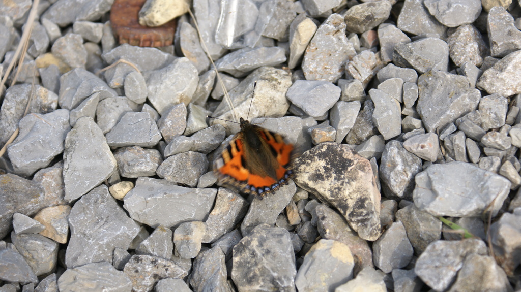 2011 - Treffen Walldürn