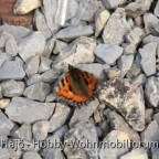 2011 - Treffen Walldürn